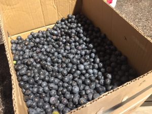 Fresh picked blueberries