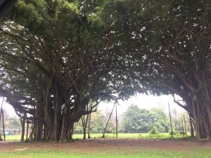 Banyan Trees on Banyan Drive Hilo Hawaii