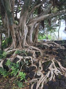 Banyan Trees on Banyan Drive Hilo Hawaii