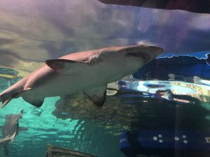 Gatlinburg Ripley's Aquarium of the Smokies shark lagoon