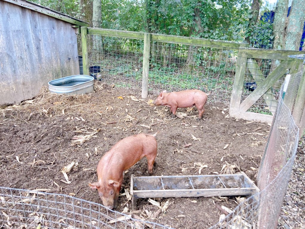 Gentry's farm pigs